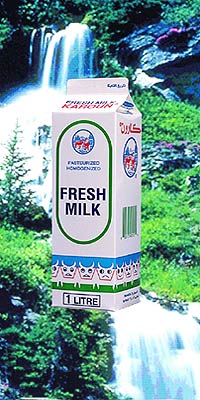 Fresh Milk Fresh Milk