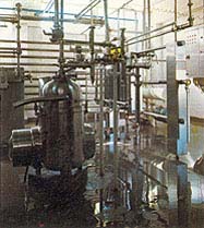 Karoun Cheese Plant Karoun Cheese Plant